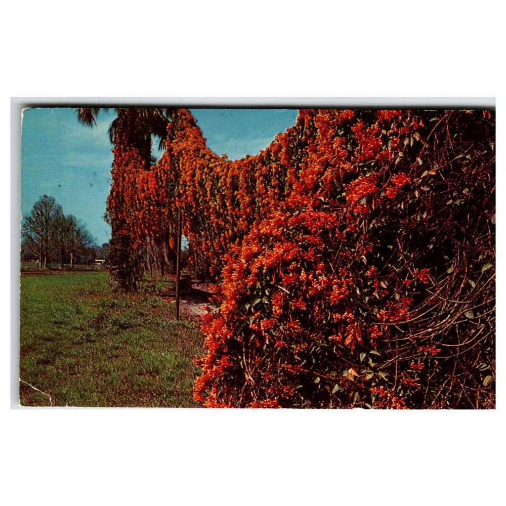 Orlando Florida Flame Vine Flowers Plastichrome Postcard 1972